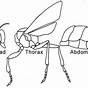 Label Insect Body Parts
