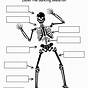 The Human Skeleton Worksheets