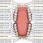 Tooth Chart Anterior And Posterior