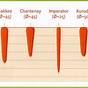 Types Of Carrots Chart