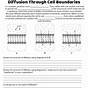 Diffusion In Cells Worksheet Answers