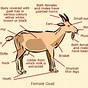 Goat Body Parts Diagram