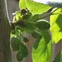 Dwarf Plum Tree Self Pollinating