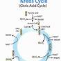 Krebs Cycle How Many Atp