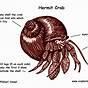 Diagram Of A Crab
