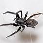 Texas House Spider Identification