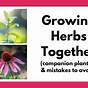 Which Herbs Can Be Planted Together