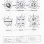 The Cell Cycle Mitosis Worksheets