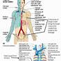 Lymphatic System Worksheet Answers