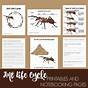 Free Ant Worksheets Printables