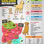 Food Chart For Golden Retriever