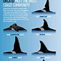 Golden Orca Size Chart