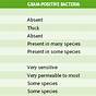 Gram Positive Bacteria Chart