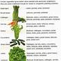 Companion Gardening Chart For Herbs
