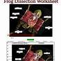 Virtual Frog Dissection Worksheet