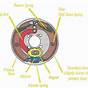 Electric Brake Trailer Wiring Diagram