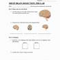 Sheep Brain Dissection Worksheet Answers