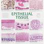 Epithelial Tissue Examples Quizlet