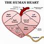 Human Heart Diagram Easy