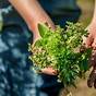 Harvesting Time For Vegetables