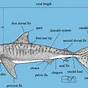 Diagram Of A Tiger Shark