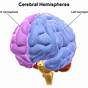 The Cerebral Cortex Worksheet