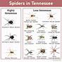 Common Spiders In Tn
