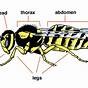 Insects Body Parts Diagram