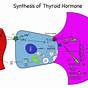 Thyroid Hormone Synthesis Flow Chart