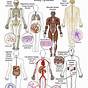 Human Body Systems Chart