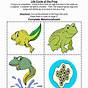Frog Life Cycle Sheet