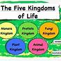 Kingdoms In Science Worksheet