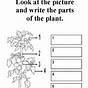 Labeling A Plant Worksheet