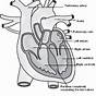 Human Heart Label Quiz