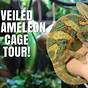 Veiled Chameleon Cage Size