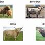 Highland Cow Color Chart
