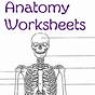 Anatomy Fill In The Blank Worksheets College