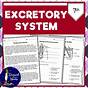 Excretory System Worksheets