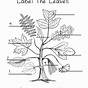 Leaf Structure And Function - Worksheet