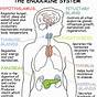 Endocrine System Diagram Worksheet