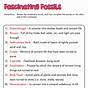 Free Fossil Worksheets