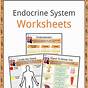 Endocrine System Worksheet Answers