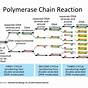 Polymerase Chain Reaction Ppt Free Download