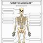 Worksheets For Skeletal System