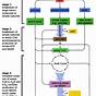 Flow Chart Of Respiration