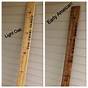 Giant Ruler Growth Chart