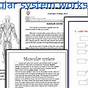 Worksheet On Muscular System