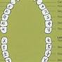 Eruption Chart For Permanent Teeth