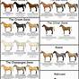 Horse Color Genetics Chart