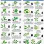Plant Identification By Leaf